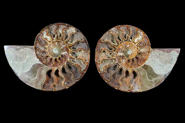 Cut & Polished Ammonite Fossil - Crystal Chambers #103079